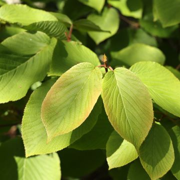 Siimesheisi - Viburnum furcatum