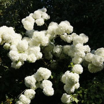 Heisi - Viburnum macrocephalum