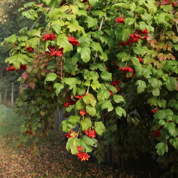 Koiranheisi Tajożnyje Rubiny