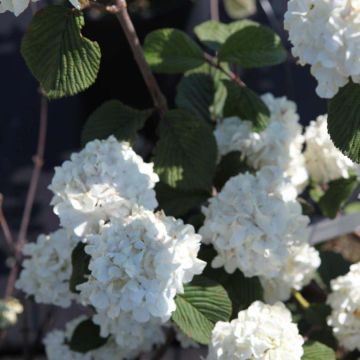 Lumipalloangervo Grandiflorum Noble