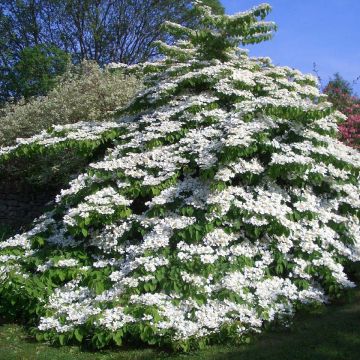 Lumipalloangervo Tomentosum