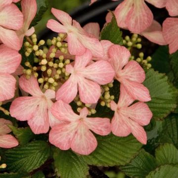 Lumipalloangervo Pink Beauty
