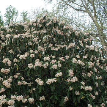 Poimuheisi - Viburnum rhytidophyllum