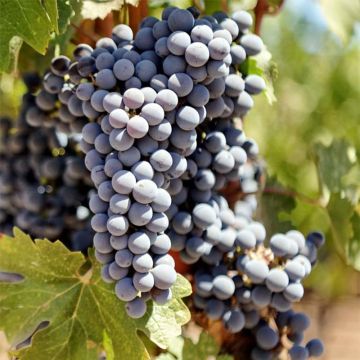 Aitoviiniköynnös Cabernet Sauvignon