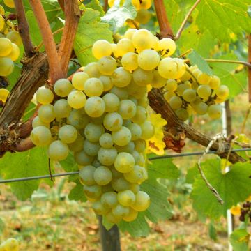 Aitoviiniköynnös Chardonnay
