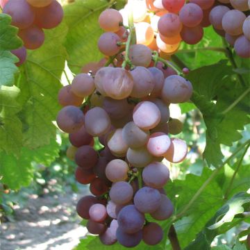 Aitoviiniköynnös Chasselas Rose