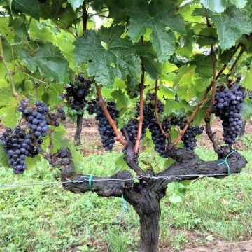 Aitoviiniköynnös Merlot
