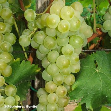 Aitoviiniköynnös Muscat Blanc à Petits Grains