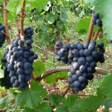 Aitoviiniköynnös Pinot Noir