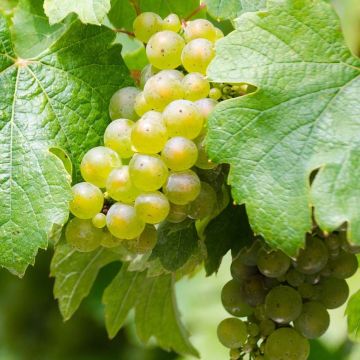 Aitoviiniköynnös Riesling