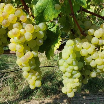 Aitoviiniköynnös Chasselas de Fontainebleau
