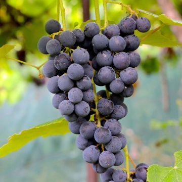 Aitoviiniköynnös Muscat Rouge de Madère