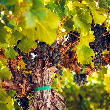 Aitoviiniköynnös Petit Verdot