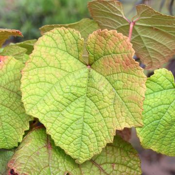 Törmäviini - Vitis riparia