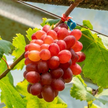 Aitoviiniköynnös Crimson Seedless