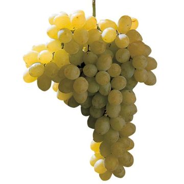 Aitoviiniköynnös Sultanina Bianca (Thomson seedless)