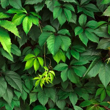 Säleikkövilliviini - Parthenocissus viteacea