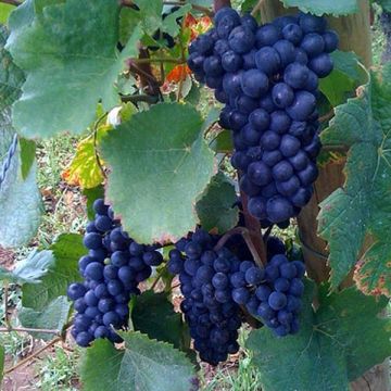 Aitoviiniköynnös Boskoop Glory