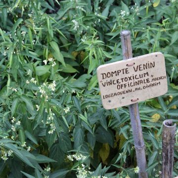 Kalliokäärmeenpistonyrtti - Vincetoxicum hirundinaria