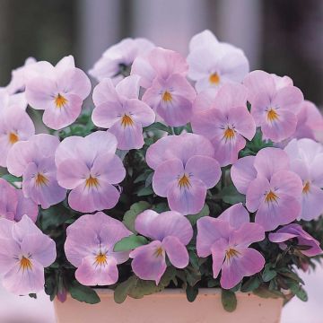 Tarhasarviorvokki Floral Power Soft Pink F1
