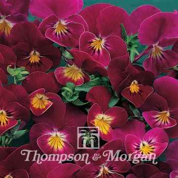 Tarhaorvokki Rose Shades