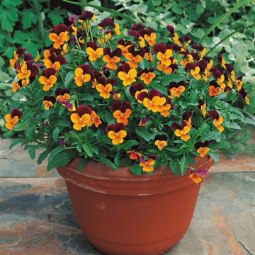 Tarhasarviorvokki Callisto F1 Orange Purple Wing
