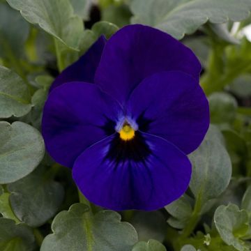 Tarhasarviorvokki Sorbet Xp F1 Blue Blotch