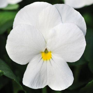 Tarhasarviorvokki Sorbet Xp F1 White