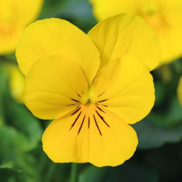 Tarhasarviorvokki Xp Sorbet F1 Yellow