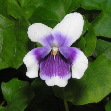 Riippaorvokki - Viola hederacea