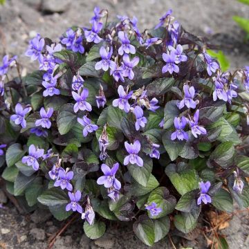 Purppurametsäorvokki - Viola riviniana var. purpurea