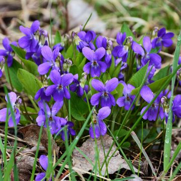 Tuoksuorvokki - Viola odorata