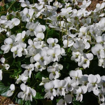 Perhosorvokki Albiflora