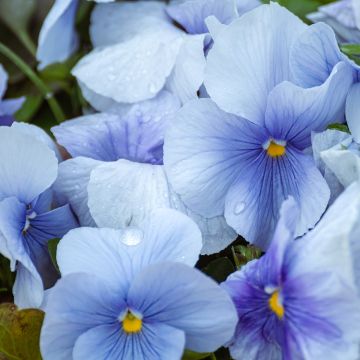 Tarhaorvokki Inspire Silver Blue