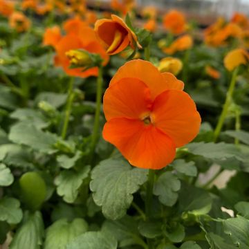 Tarhasarviorvokki F1 Penny Orange