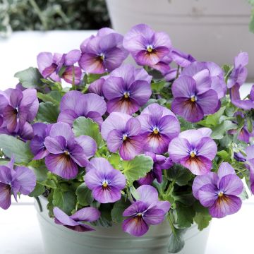 Tarhasarviorvokki Butterfly Violet antique