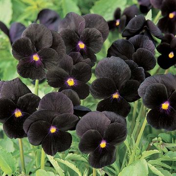 Tarhasarviorvokki F1 Sorbet Black Delight