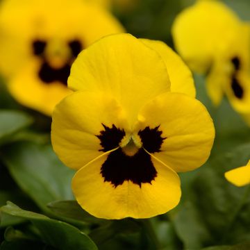 Tarhasarviorvokki Sorbet XP Yellow Blotch