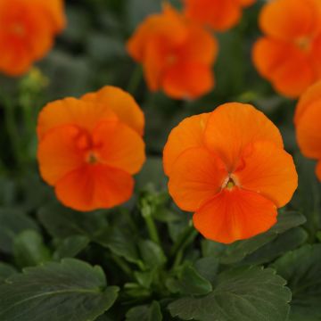 Tarhasarviorvokki Sorbet Xp Deep Orange