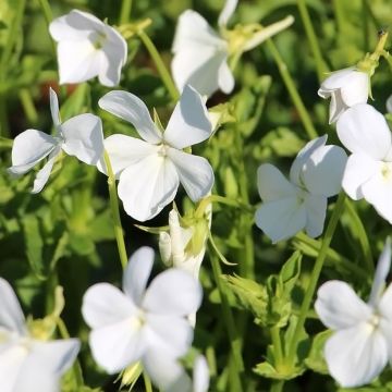 Tarhasarviorvokki Wisley White