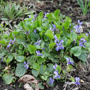 Pyökkiorvokki - Viola reichenbachiana
