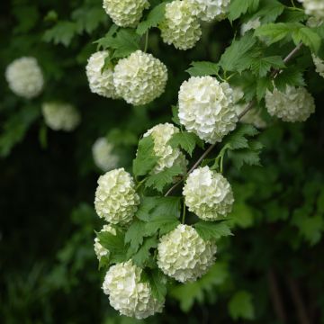 Koiranheisi Roseum