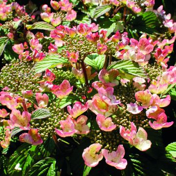 Lumipalloangervo Pinkimono