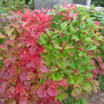 Amerikanheisi Spring Red Compact