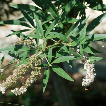 Siveydenpuu Albus