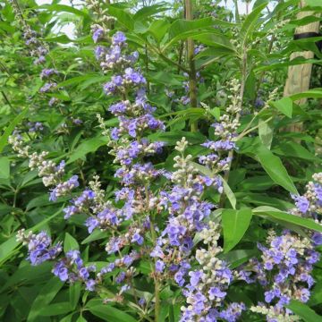 Siveydenpuu Magical Summertime Blues