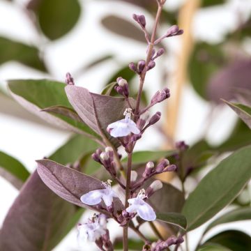 Siveydenpuu Purpurea