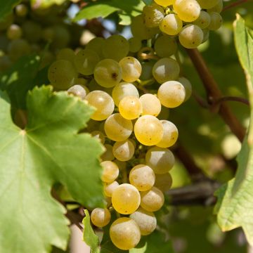 Aitoviiniköynnös Moscato Giallo