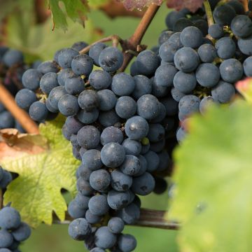 Aitoviiniköynnös (tuorekäyttö) New York Muscat