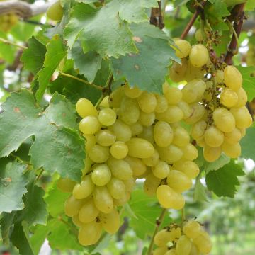 Aitoviiniköynnös Centennial Seedless